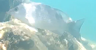 Photo of Silk (Lutjanus griseus) taken at Deerfield Beach