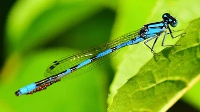 Photo of Marsh Bluet (Enallagma ebrium) taken at Lord State Forest