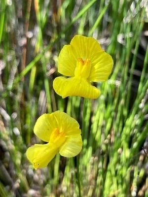 Photo of Utricularia striata taken at West Branch Wading River Natural Area