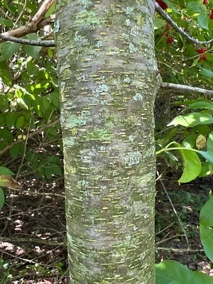 Photo of Pin Cherry (Prunus pensylvanica) taken at Templeton State Forest