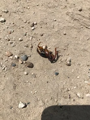 Photo of Daihinia brevipes taken at Morrill County