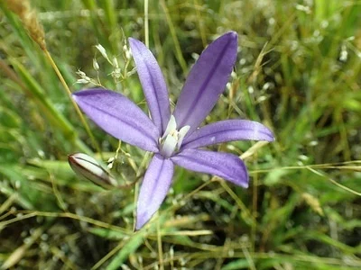 Photo of Brodiaea coronaria taken at Westside Scenic Preserve