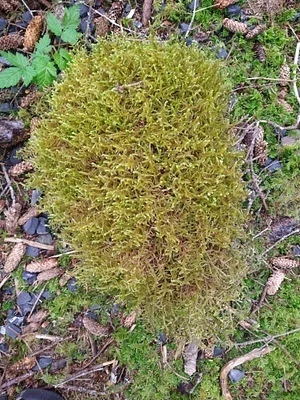 Photo of Antitrichia curtipendula taken at Lummi Island Wildlife Area