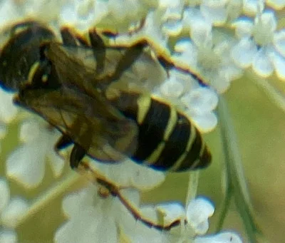 Photo of Queen Ant Kidnapper (Aphilanthops frigidus) taken at Range Pond State Park