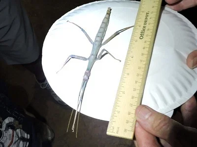 Photo of Megaphasma denticrus taken at Bracken Cave Preserve