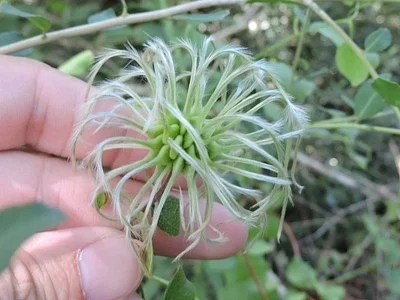 Photo of Clematis reticulata taken at Little Rain Lake Preserve
