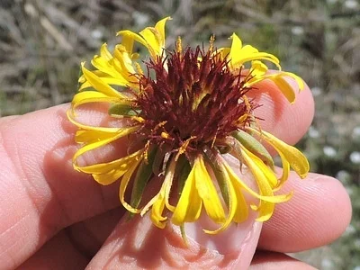 Photo of Gaillardia aestivalis taken at Perkins / Pékinⁿ Chína^i