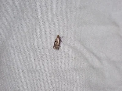 Photo of Deltophora sella taken at Bourbon County