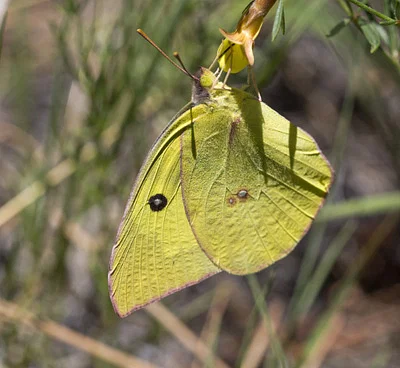 Photo of Dog Face (Zerene cesonia) taken at Golden City