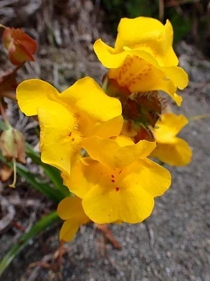 Photo of Erythranthe grandis taken at Port Orford Heads State Park