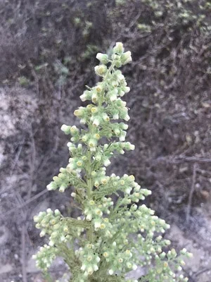 Photo of Laennecia coulteri taken at Cienega Springs Ecological Reserve