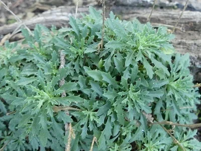 Photo of Draba ramosissima taken at Raymond R. "andy" Guest, Jr. Shenandoah River State Park