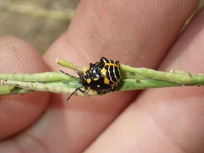 Photo of Harlequin Bug (Murgantia histrionica) taken at Saint Michaels
