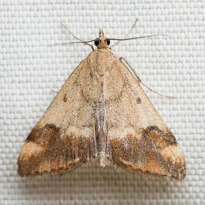 Photo of Pyrausta semirubralis taken at Chickering American River Reserve