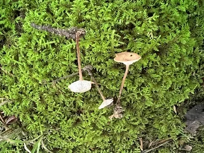 Photo of Collybiopsis biformis taken at Fish Creek State Forest