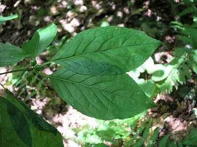Photo of Mountain Holly (Ilex montana) taken at Hamilton Township