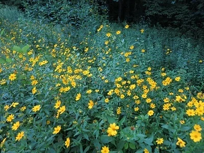Photo of Coreopsis auriculata taken at Tremont