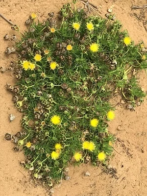 Photo of Narrow-Leaved Iceplant (Conicosia pugioniformis) taken at Guadalupe-nipomo Dunes National Wildlife Refuge