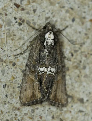 Photo of Bryolymnia semifascia taken at Gooding Research Natural Area