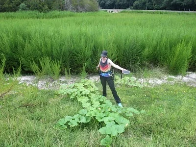 Photo of Squash (Cucurbita maxima) taken at Metcalf Lake Natural Area