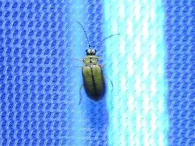 Photo of Elm Leaf Beetle (Xanthogaleruca luteola) taken at Portales