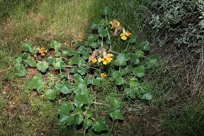 Photo of Proboscidea althaeifolia taken at Mount Riley Wilderness