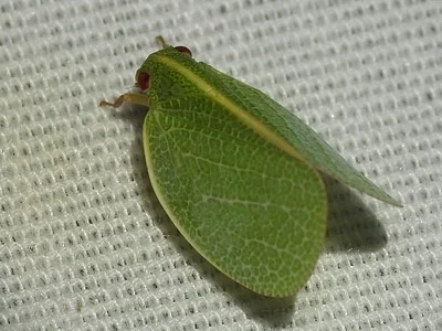 Photo of Acanalonia servillei taken at Smithfield Recreation Area