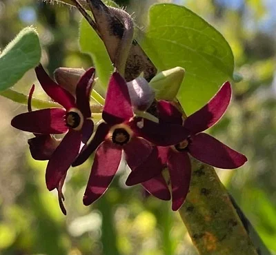 Photo of Matelea floridana taken at Headquarters Tract - Withlacoochee State Forest