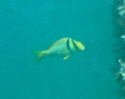 Photo of Anisotremus virginicus taken at Long Key State Park
