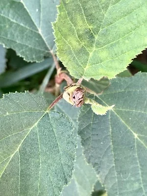 Photo of Phytoptus avellanae taken at West Branch Nature Preserve