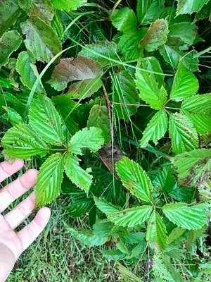 Photo of Rubus wisconsinensis taken at Mentel Wma