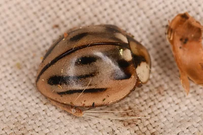 Photo of Myzia subvittata taken at Lummi Island Natural Resources Conservation Area