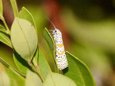 Photo of Ornate Moth (Utetheisa ornatrix) taken at Liberty