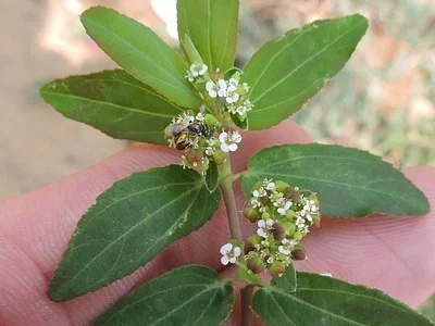 Photo of Graceful Sandmat (Euphorbia hypericifolia) taken at Hillsboro