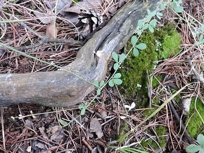 Photo of Creeping Bush-Clover (Lespedeza repens) taken at Loakfoma