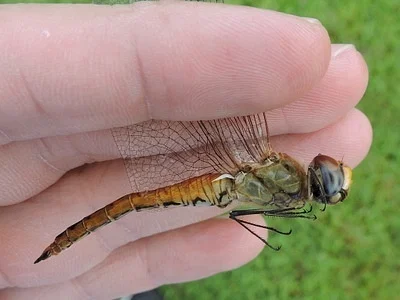 Photo of Pantala (Pantala flavescens) taken at North Ottawa Impoundment Area