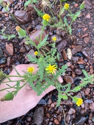 Photo of Sticky Ragwort (Senecio viscosus) taken at Hearding Island Wma