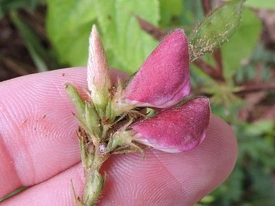 Photo of Multibloom Hoarypea (Tephrosia onobrychoides) taken at Haworth