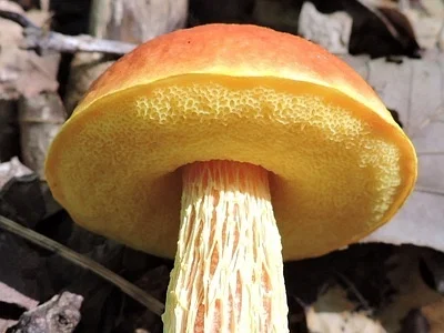 Photo of Aureoboletus betula taken at Hinkles