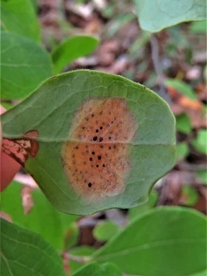 Photo of Ophiodothella angustissima taken at Wake County Open Space