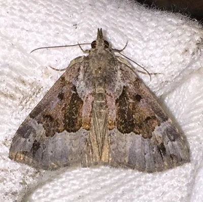 Photo of Mottled Snout (Hypena palparia) taken at Eagle Harbor Red Pine Dunes Nature Sanctuary