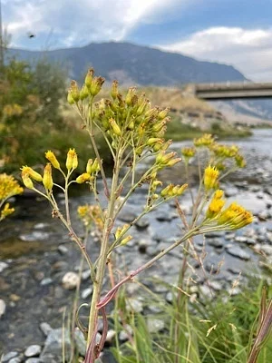 Photo of Senecio hydrophilus taken at Antone Meadows Natural Preserve