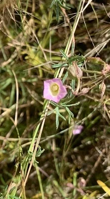 Photo of Ipomoea costellata taken at Cebolla Wilderness