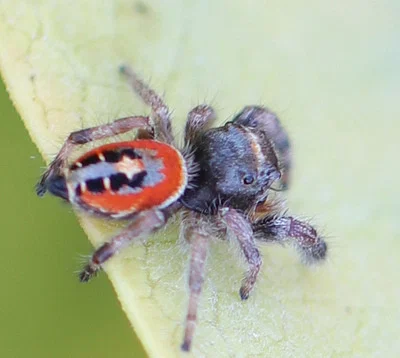 Photo of Phidippus californicus taken at Arrow Canyon Wilderness