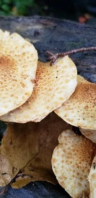 Photo of Shaggy Pholiota (Pholiota squarrosa) taken at Mount Baldy Wilderness