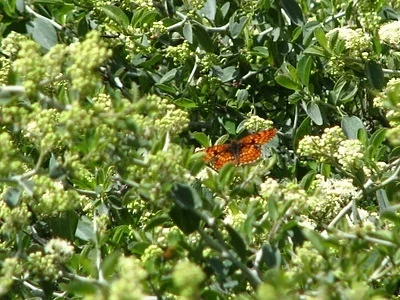 Photo of Northern Checkerspot (Chlosyne palla) taken at Merced River Wilderness Study Area