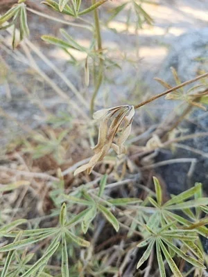 Photo of Lupinus hyacinthinus taken at Hidden Divide Natural Preserve