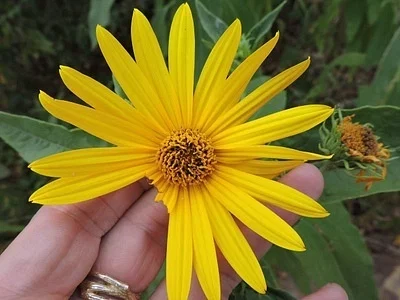 Photo of Hairy Sunflower (Helianthus hirsutus) taken at Rocky Fork Lakes Conservation Area