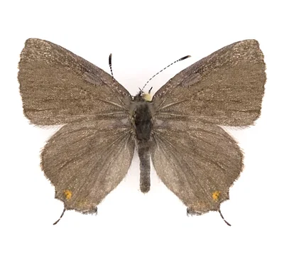 Photo of Banded Hairstreak (Satyrium calanus) taken at Hedgeville