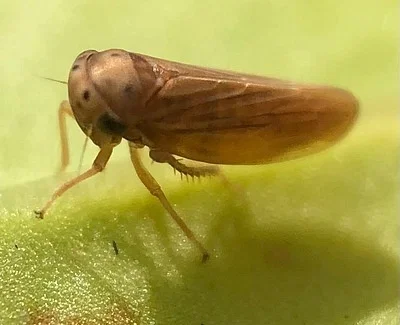 Photo of Agallia constricta taken at Crooked Run Wildlife Management Area